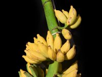 Poombidiyan  Dessert banana. Karpuravalli type with smaller fruits.