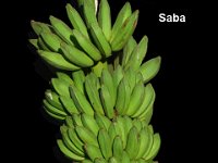 Saba  Cooking banana. Drought tolerant and more suitable for marginal cultivation and saline sodic soils with pH ranging from 8.8 to 9.0.