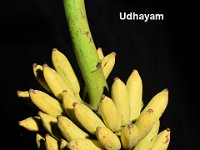 Udhayam  A popular selection released by ICAR-NRCB. High yielding Karpuravalli type.