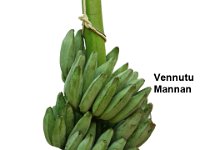 Vennutu Mannan  Dual purpose cultivar. Cultivated in Tamil Nadu and Kerala. Fruits are highly wax coated, ashy green in color and turn ashy yellow upon ripening.