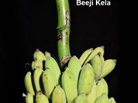 Beeji Kela  Plants very tall and robust, grow in Andaman and Nicobar Islands. Fruits have 270– 300 seeds / fruit. Seeds are black with warts and hardy.