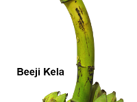 Beeji Kela  Plants very tall and robust, grow in Andaman and Nicobar Islands. Fruits have 270– 300 seeds / fruit. Seeds are black with warts and hardy.