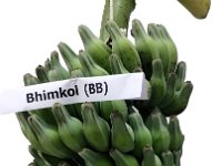 Bhimkol 1  Dessert banana. A large and tall banana rich in macro- and micronutrients and dried powdered pulp is traditionally used as infant food. It is valued for therapeutic uses as a coolant and for treating stomach ailments.