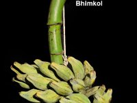 Bhimkol  Dessert banana. A large and tall banana rich in macro- and micronutrients and dried powdered pulp is traditionally used as infant food. It is valued for therapeutic uses as a coolant and for treating stomach ailments.