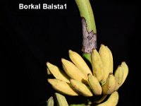 Borkal Baista1  Tall plants with bunches having 10-12 hands. Fruits are ash coated and the pulp is tasty with little acidity.