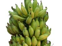 Jungle Kela I  Tall and robust cultivar, produces heavy bunch (35–40 Kg) with heavily seeded fruits (250-350 seeds / fruit).