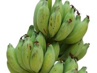 Jungle Kela  Tall and robust cultivar, produces heavy bunch (35–40 Kg) with bold seeded fruits.