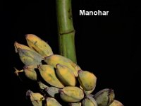 Manohar  A very tall statured cultivar. Fruits have mucilaginous, sweet pulp with 200–240 seeds / fruit.