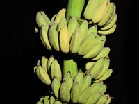 Bhat Manohar  Dessert banana. A natural tetraploid banana resistant to leaf spot disease, female fertile, used in banana breeding programme. Flower bud is used as vegetable and used in the preparation of pickles.