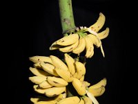 Chinali  Dessert banana. Fruit is very sweet with good aroma.