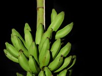 Dudhsagar 2  Dessert banana. Maintained in backyard for its quality fruits and freeness from major biotic and abiotic stresses. Immune to Fusarium wilt (race 1) and leaf spot diseases.