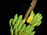 Dudhsagar  Dessert banana. Maintained in backyard for its quality fruits and freeness from major biotic and abiotic stresses. Immune to Fusarium wilt (race 1) and leaf spot diseases.