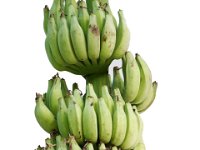 Kechuleppa  Dessert banana. Resistant to fruit shattering. Suitable for making banana wine, juice and fig.