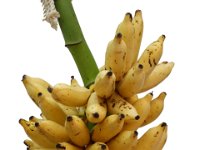 Kunnan1  Dessert banana. Long fruits resistant to shattering. Unripe fruits suitable for making banana flour. Tolerant to leaf spot disease.