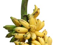 Kunnan2  Dessert banana. Long fruits resistant to shattering. Unripe fruits suitable for making banana flour. Tolerant to leaf spot disease.