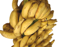 Matti 3  Dessert banana. Resistant to Fusarium wilt disease (Race 1). Fruits are resistant to shattering when ripe. Utilized in banana breeding program both as male and female parent.