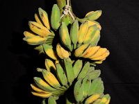 Peyan  Dessert banana. Used in Siddha medicine as laxative, highly valued for its therapeutic uses. Immune to Fusarium wilt (race 1 and 2) and leaf spot diseases.