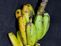 Musa aurantiaca - fruits