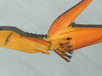 Musa aurantiaca