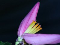 Musa ornata 2