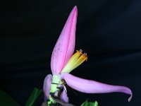 Musa ornata 3