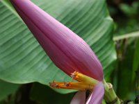 Musa ornata