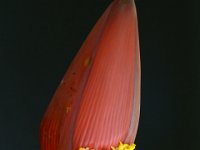 Musa rubra 11