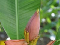 Musa rubra 5