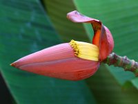 Musa rubra