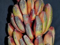 Musa velutina - variant