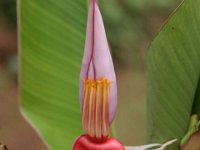 Musa velutina 2