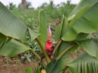 Musa velutina 3