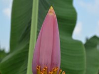 Musa velutina 4