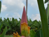 Musa velutina 6