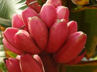 Musa velutina bunch