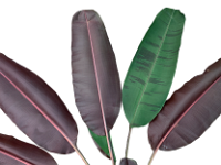 ornamental-banana-leaves  Many ornamental bananas have dark purplish leaves with high anthocyanin content.