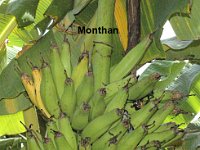 Monthan - bunch  Synonyms: Bontha, Kanch Kela, Bankel, Batheesa, Baista and Shaan Bale • Culinary cultivar grown throughout the country. • It’s a tall, robust and hardy plant tolerant to drought. • Crop duration is 12 months. • Average bunch weighs 20kg with 4-6 hands and 50 fruits / bunch. • Fruits are large, plumpy with thick skin. • Susceptible to Fusarium wilt disease.