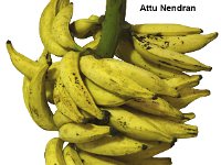 Attu Nendran  Attu Nendran is an ecotype of Nendran.