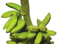 Pachanadan  Synonyms: Kali, Gali bale, Bargi bale  • It is a popular cultivar grown in Tamil Nadu.  • Crop duration: 11-12 months.  • Average bunch weight is 15 Kg with 8-9 hands / 100-120 fruits per bunch.  • Susceptible to leafspot, Fusarium wilt and bunchy top diseases.