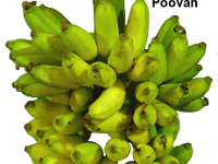 Poovan3  Synonyms: Mysore, Chini Champa, Lalvelchi, Karpura Chakkarakeli, Palayankodan  • One of the major commercial cultivars grown throughout the country.  • Crop duration is 13–14 months.  • Average bunch weight is 20 Kg with 10-13 hands / 130-180 fruits per bunch.  • Fruits are acidic sweet in taste.  • Susceptible to leafspot disease and tolerant to nematodes.