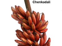 Chenkadali  Synonym – Red Banana. Dessert banana. Fruit rich in Vitamin A (> 1000µg of β carotene / 100g pulp).