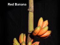 Red Banana  Synonyms: Sevvazhai, Lal kela, Chenkadali, Tulsi Manohar, Agni sagar  A choice dessert cultivar of Tamil Nadu, Kerala, Karnataka and Andhra Pradesh. The color of the pseudostem, petiole, midrib and fruit skin is purplish red. Duration is 16–18 months. Average bunch weight is 20–25 kg with 6-7 hands / 80 fruits per bunch. Sweet fruits with orange /yellow pulp having pleasant aroma. Fruit rich in Vitamin A (> 1000µg of β carotene / 100g pulp). Susceptible to weevils, nematodes and viral diseases.