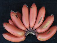 Red banana bunch