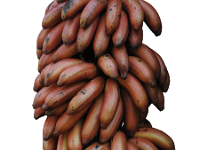 Red banana bunch2