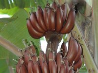 Red banana4