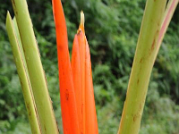 Musa aurantiaca