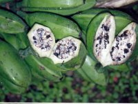 Musa sikkimensis