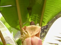 Musa textilis