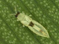 Asprothrips (3)  Asprothrips navsariensis on banana