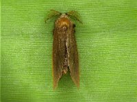 Adult male  Adult male of banana bagworm is fully winged with all appendages